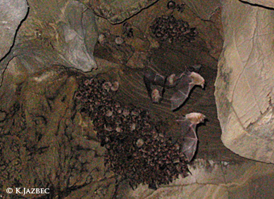 Na primeru Ajdovske jame se kažejo problemi slovenskega naravovarstva