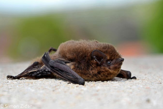 Nathusijev netopir