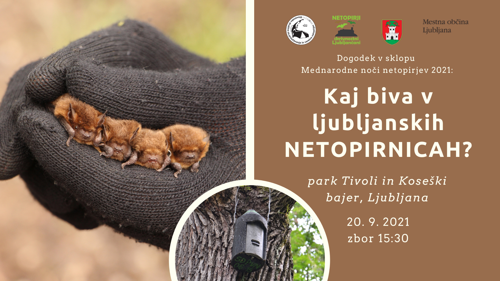Netopirnice