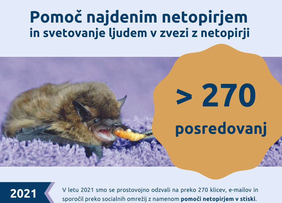 Pomoč netopirjem v letu 2021